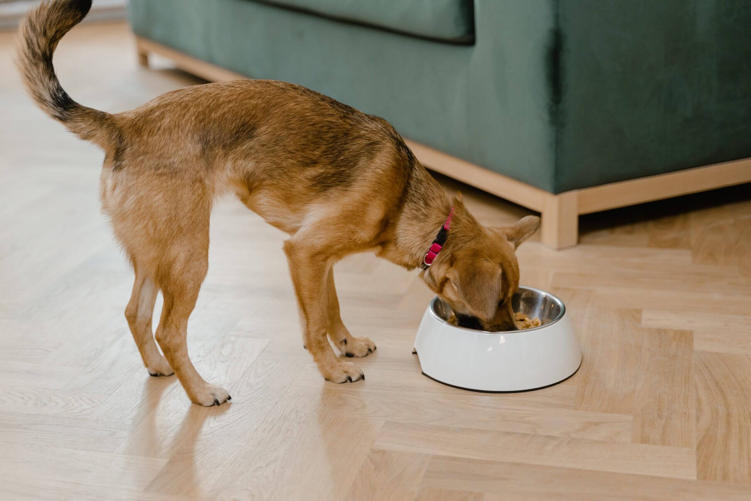 Las 10 mejores marcas de comida para perros en Estados Unidos